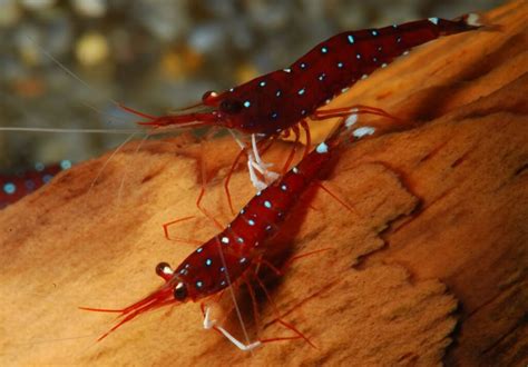 Freshwater Shrimp Species