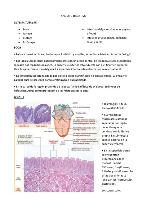 Aparato Digestivo Resumen Histologia Aparato Digestivo Sistema