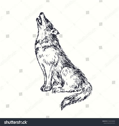 Wolf Sitting Drawing