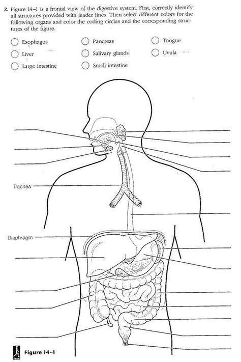 Labeling The Digestive System Worksheet