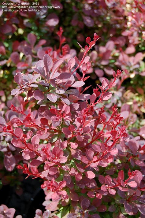 Plantfiles Pictures Japanese Barberry Royal Burgundy Berberis