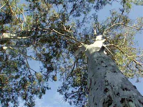 Interesting Facts Australian Koala Foundation