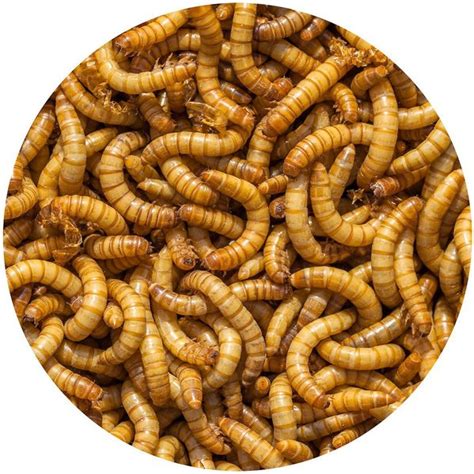 EXOTIC NUTRITION Live Mealworms Reptile Food Giant 1000 Count Chewy