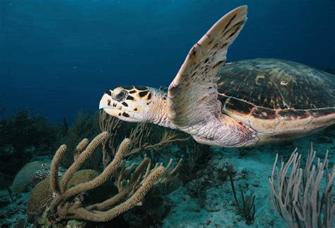 S Jour Plong E Playa Del Carmen Au Mexique Avec Reef Marina Du