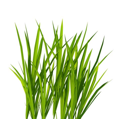 Durva Grass Png Transparent Download Image Free Download