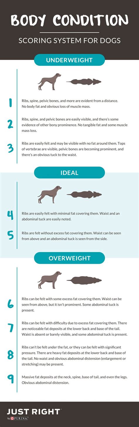 Purina Body Condition Score Chart