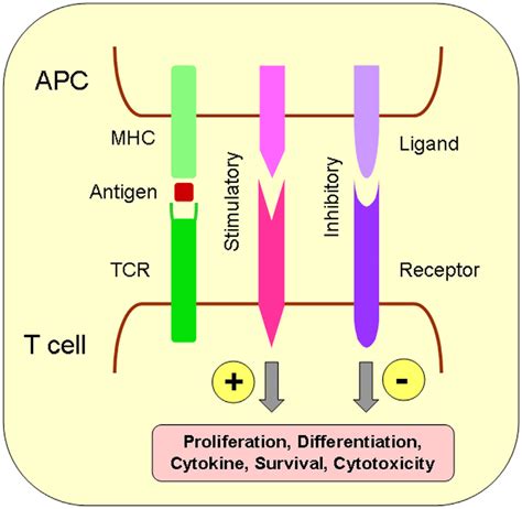 Schematic View Of T Cell Regulation By Co Signaling Pathways Antigen