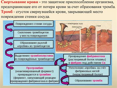Свертывание крови. Гемофилия - презентация онлайн