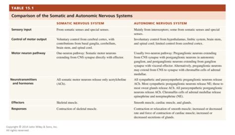 The Autonomic Nervous System Chapter 15 Flashcards Quizlet