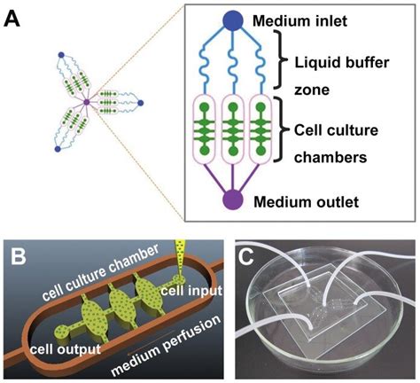 A Schematic Representation Of The Microfluidic Platform Layout Of