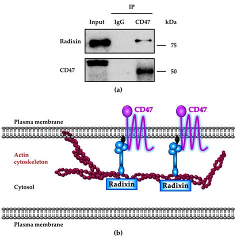 Biomedicines Free Full Text Cellular Membrane Localization Of