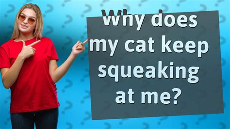 Why Does My Cat Keep Squeaking At Me Youtube