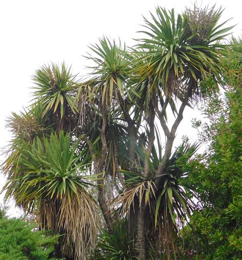 Yucca Elephantipes Ecoregistros