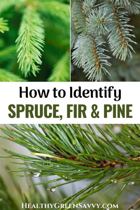 Spruce Vs Fir Vs Pine Conifer Identification 101