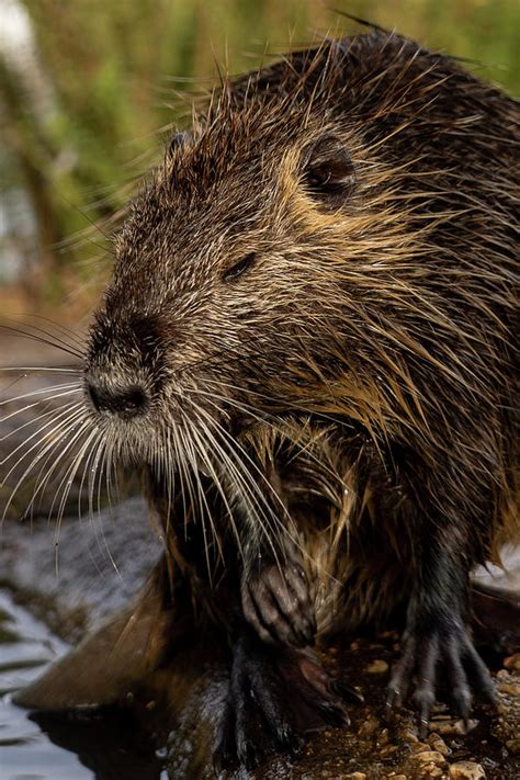 Life At A Glance Nutria Photograph By Nina Kulishova Pixels