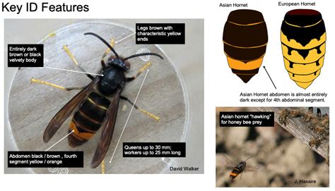 Wnklba Asian Hornet