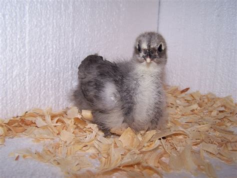 Caring for Baby Chicks - Chicken Ridge Farm