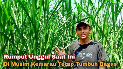 Tidak Akan Rugi Menanam Rumput Ini Keunggulan Rumput Bb Biogen Biovitas Youtube