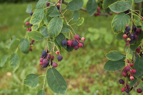 9 Recommended Species Of Serviceberry Trees And Shrubs