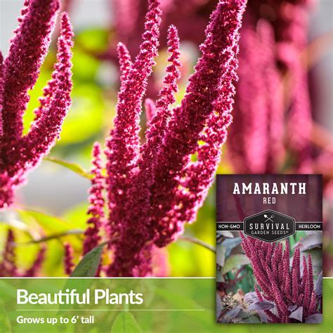 Red Amaranth Seeds For Planting Survivalgardenseeds