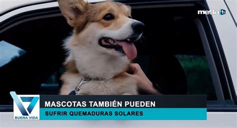 Buena Vida 07 25 23 Las mascotas también pueden sufrir quemaduras