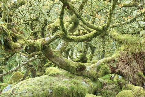 Mystical Wistmans Wood In Dartmoor