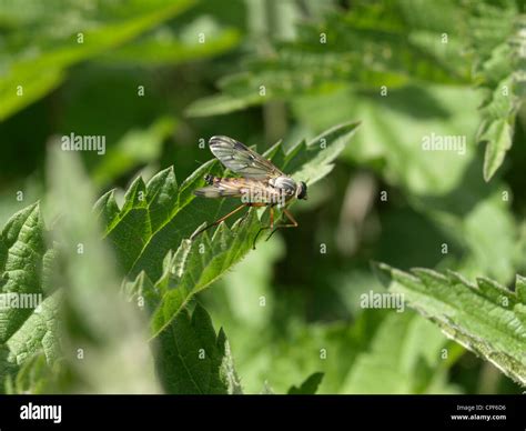 Downlooker Snipefly Hi Res Stock Photography And Images Alamy
