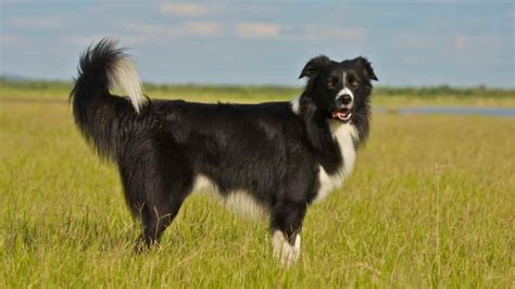 Border Collie Tail Complete Guide (Position, Docking, Meaning) | Paws ...