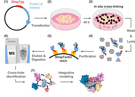 Figure 1 From Targeted In Situ Cross Linking Mass Spectrometry And