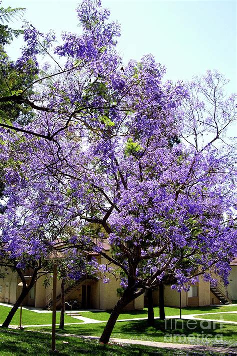 Blooming Tree With Purple Flowers Photograph By Mariola Bitner