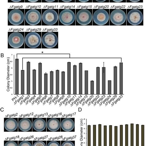 Defects Of ATG Mutants In Hyphal Growth A Colonies Of The Group 1