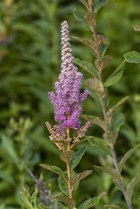 Steeplebush From Rockland County NY USA On July 22 2022 At 08 22 AM