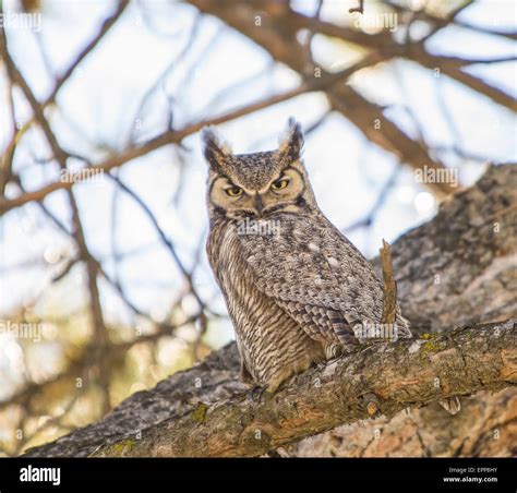 Close Up Great Horned Owl Hi Res Stock Photography And Images Alamy