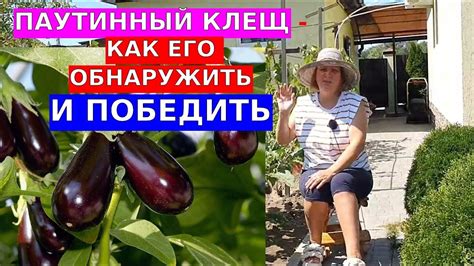Паутинный клещ. Как понять что он на баклажанах и как с ним бороться ...