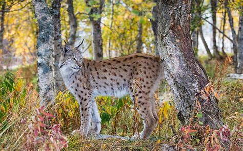 Hd Wallpaper Lynx Wild Cat Forest Light Wallpaper Flare