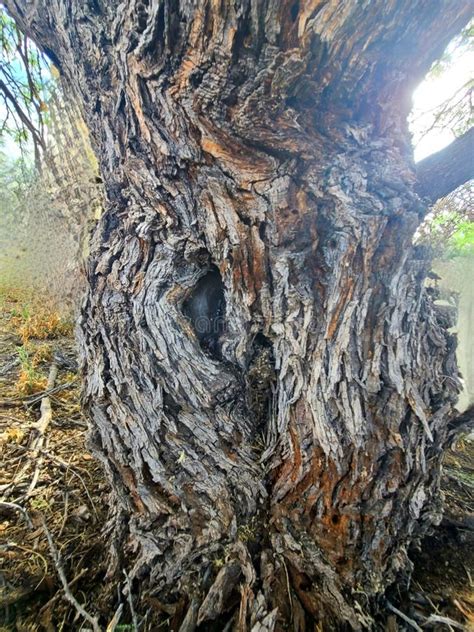 Mesquite Tree Female Shape Trunk Hole Bark Texture Plant Nature Desert