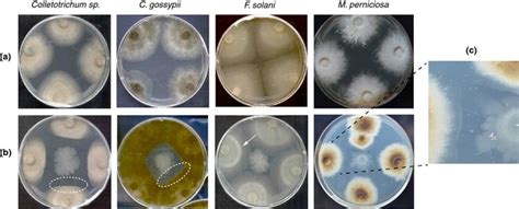 Antagonistic Effect Of Bacillus Subtilisalb On Phytopathogenic