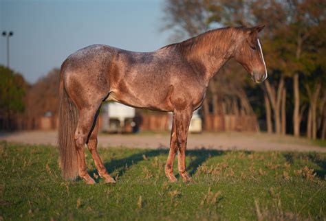 Tootsie Roll 8 Yr Old 15hh Red Roan AQHA Gelding Absolutely