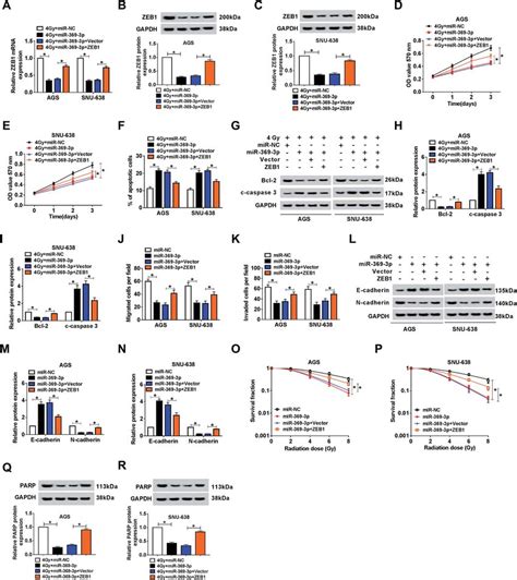 Effect Of MiR 369 3p Mimic On Cell Phenotypes And Radiosensitivity Was