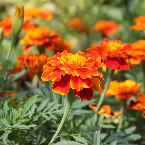 Deaflora Tagetes Bolero