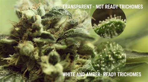 Importance Des Trichomes Du Cannabis Rqs Blog