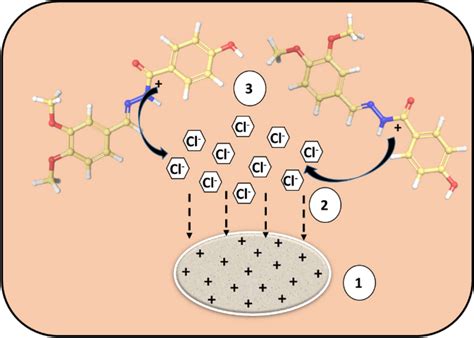 A Schematic Representation Of Electrostatic Interaction Of Protonated