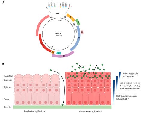 Hpv And The Cell Cycle