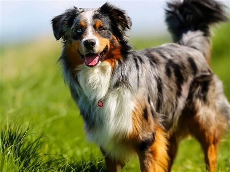 Australian Shepherd Dog Breed Guide Spot®