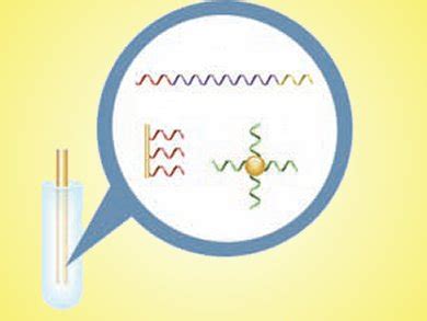 Solid-Phase PCR in Real Time - ChemistryViews