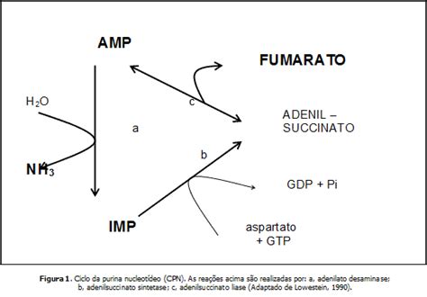 O Transporte Da Amonia Produto Do Catabolismo - O metabolismo da amônia durante o exercício