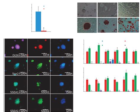 A Efficiency Of The Reprogramming Of Control And Knockout Fibroblasts