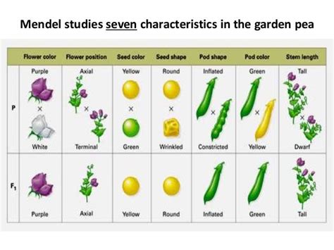 Patterns of inheritance mendelian inheritance