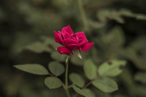 無料画像 自然 工場 葉 花弁 咲く 愛 ローズ 緑 赤 シンボル 新鮮な ロマンス 植物学 庭園 フローラ ワイルドフラワー 閉じる マクロ撮影 開花