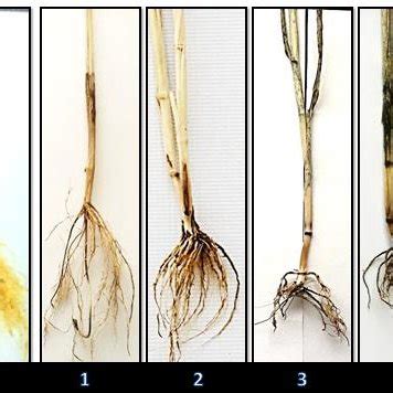 Estimation Severity Of Wheat Crown And Root Rot On A 0 To 4 Scale 0